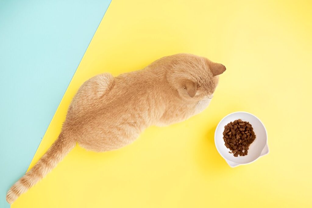 Ultimate Cat Food Buying Guide