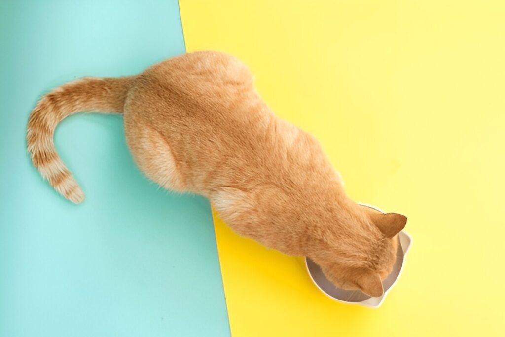 Ultimate Cat Food Buying Guide