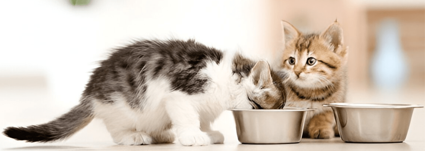 The Ultimate Cat Food Buying Guide – Choosing the Best Nutrition for Your Cat
